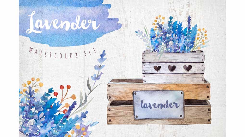 دانلود کلیپ آرت گل اسطوخودوس Lavender watercolor DIY