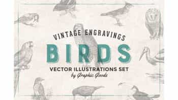 دانلود وکتور پرنده Birds Engravings Set