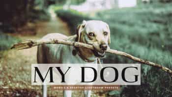 دانلود پریست لایت روم عکس سگ – My Dog Lightroom Presets