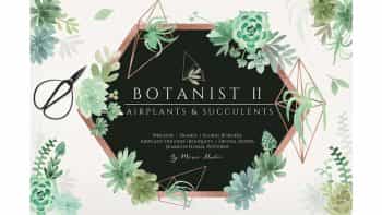 دانلود کلیپ آرت گیاهان سبز Botanist II – Airplants & Succulents