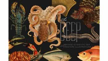 دانلود کلیپ آرت موجودات دریایی The Deep Sea Creature Illustrations