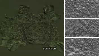 دانلود تکسچر حیوانات از Texturing xyz