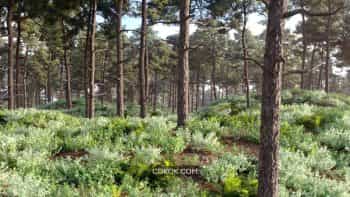 دانلود آبجکت برای Forest Pack