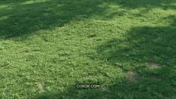 دانلود مدل سه بعدی چمن Shella Grass Pack V1 + V2