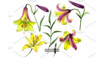 دانلود کلیپ آرت گل وحشی Wildflower Lemon Lily PNG Watercolor