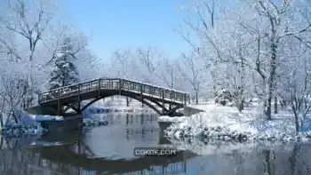 دانلود مدل سه بعدی درخت زمستانی – کالکشن 50