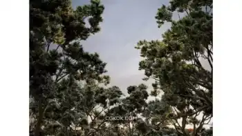 دانلود آبجکت درخت ولوم 2