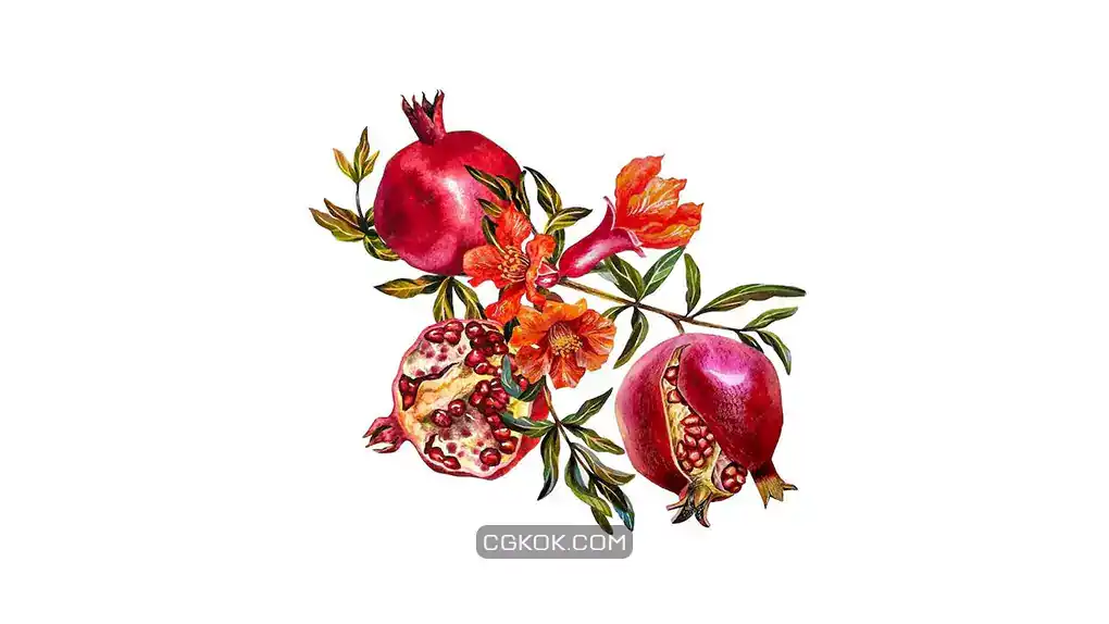 دانلود تصویر استوک انار Pomegranate fruits