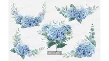 دانلود وکتور گل ادریسی و شاخه اکالیپتوس